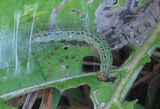 Bruco da ID - Cfr. Sitochroa verticalis, Crambidae